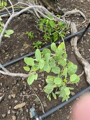 Capparis sandwichiana