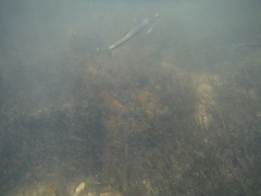 Notropis lutipinnis
