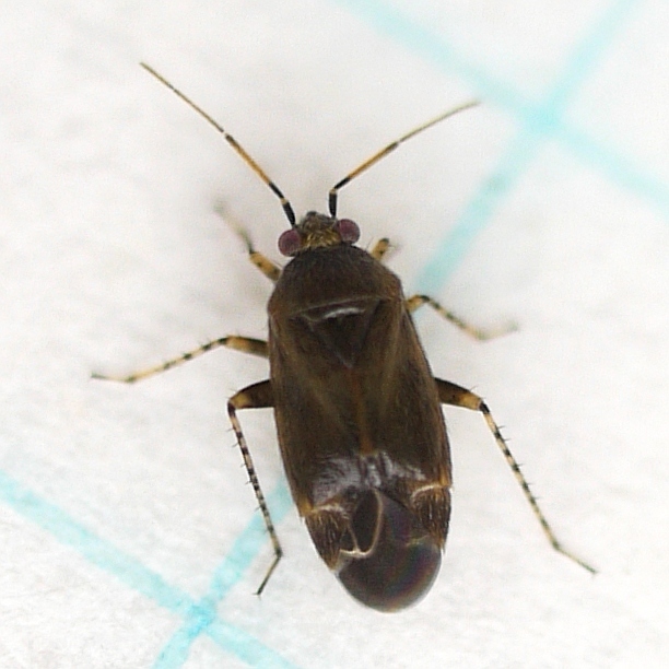 Plagiognathus fuscosus