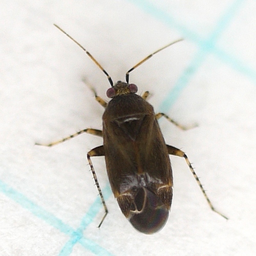 Plagiognathus fuscosus