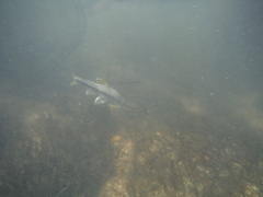 Notropis lutipinnis