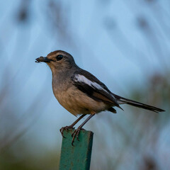Copsychus albospecularis