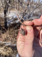 Rabdophaga salicisgnaphalioides