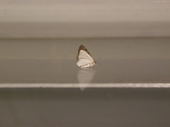 Lomographa bimaculata