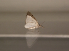 Lomographa bimaculata