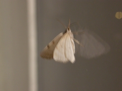 Lomographa bimaculata