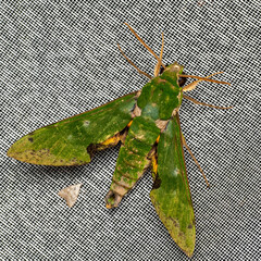 Euchloron megaera