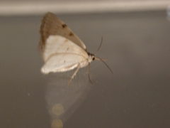 Lomographa bimaculata