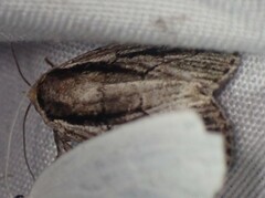 Sympistis badistriga