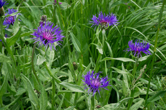 Centaurea nigrofimbria