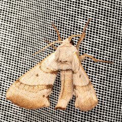 Smerinthinae