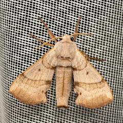 Smerinthinae