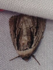 Sympistis badistriga