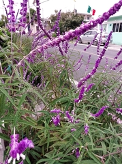 Salvia leucantha