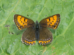 Lycaena helle