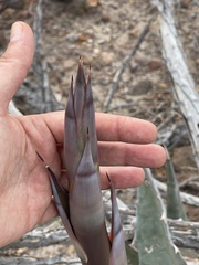 Agave sobria
