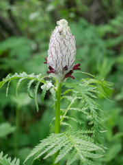 Pedicularis atropurpurea