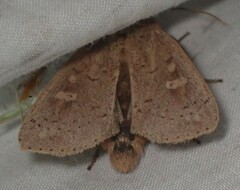 Leucania pseudargyria