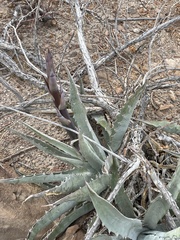 Agave sobria