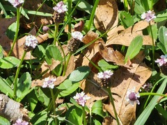 Phyla nodiflora
