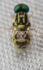 Oxycera variegata