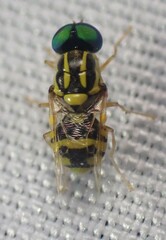 Oxycera variegata