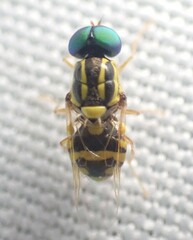 Oxycera variegata