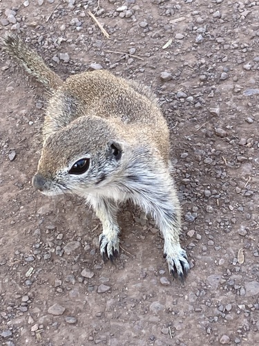 Round-tailed Ground Squirrel
