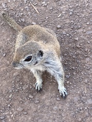 Round-Tailed Ground Squirrel photo 3