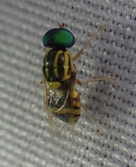 Oxycera variegata