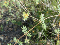 Kallstroemia