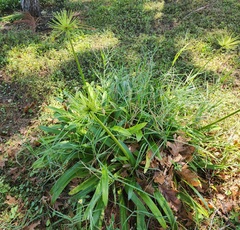 Cyperus prolifer