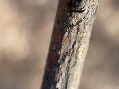 Orbiliales