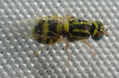 Oxycera variegata