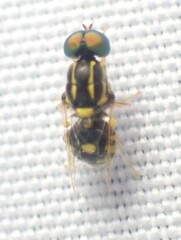 Oxycera variegata
