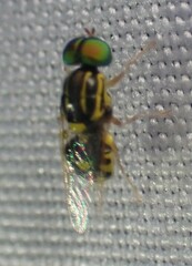 Oxycera variegata