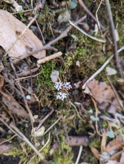 Erigenia bulbosa