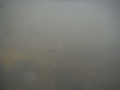 Notropis lutipinnis