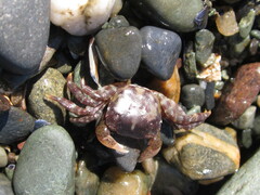 Hemigrapsus sanguineus