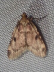 Aglossa costiferalis