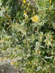 Mentzelia hirsutissima