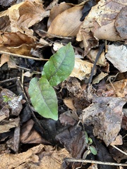 Bignonia capreolata
