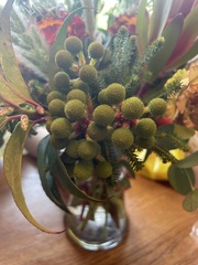 Matricaria discoidea