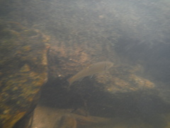 Notropis lutipinnis