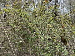 Ligustrum quihoui