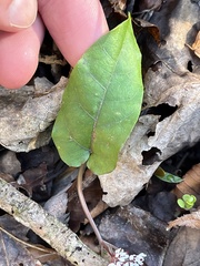 Bignonia capreolata