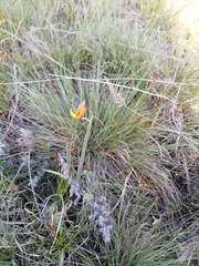 Tulipa sylvestris biebersteiniana