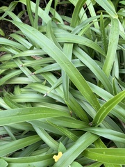 Dianella sandwicensis