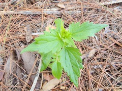 Praxelis clematidea