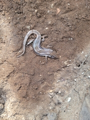 Plestiodon skiltonianus skiltonianus